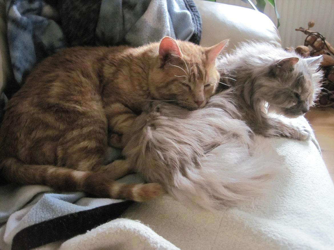 Huskat Big Buddha billede 4