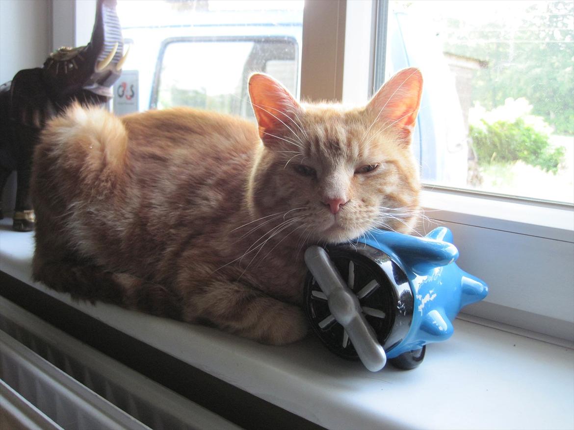 Huskat Big Buddha billede 5