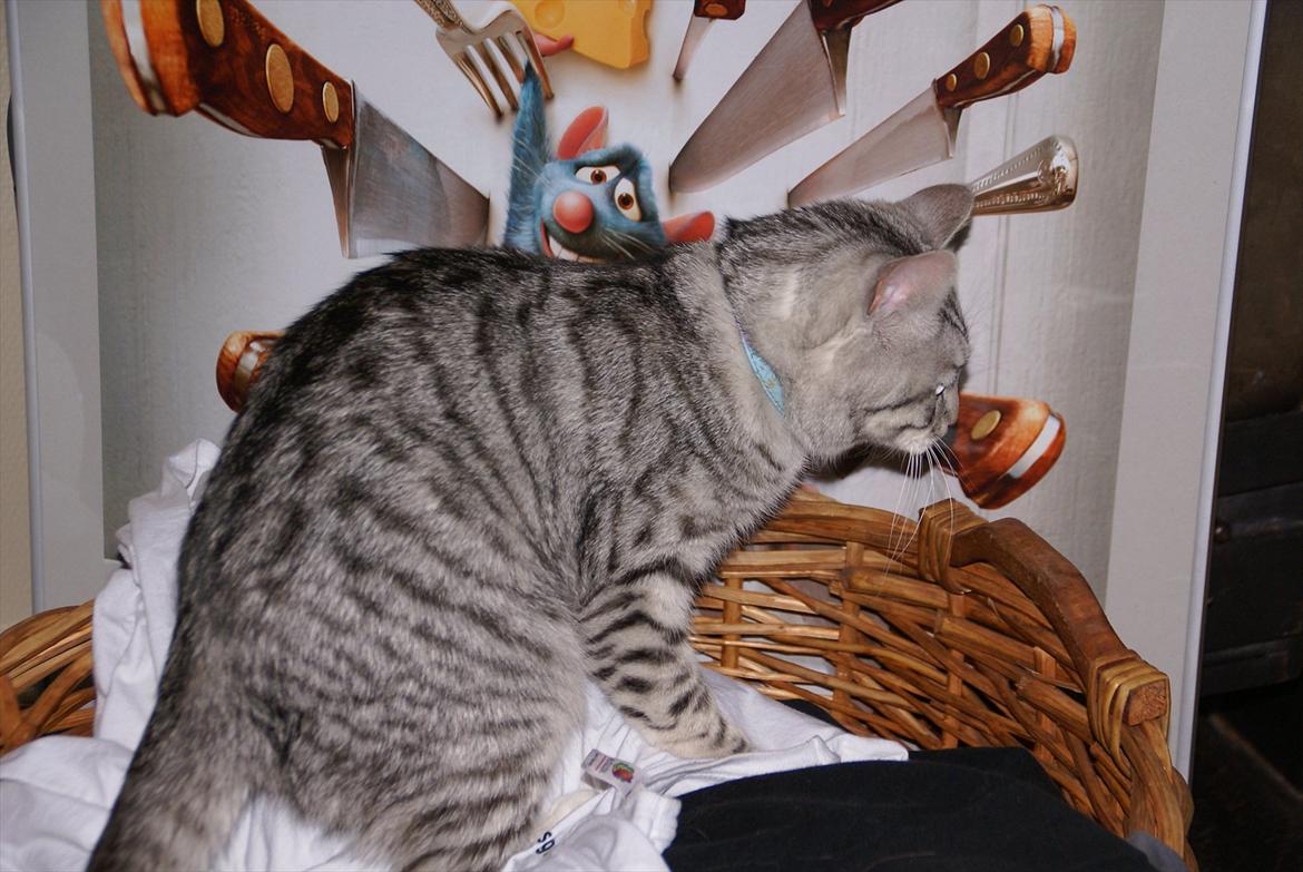 Huskat Filur billede 5