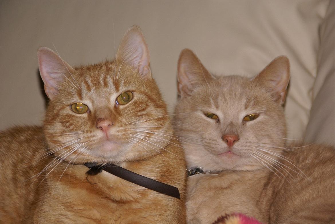 Huskat Lille mis - Lille mis til venstre billede 1