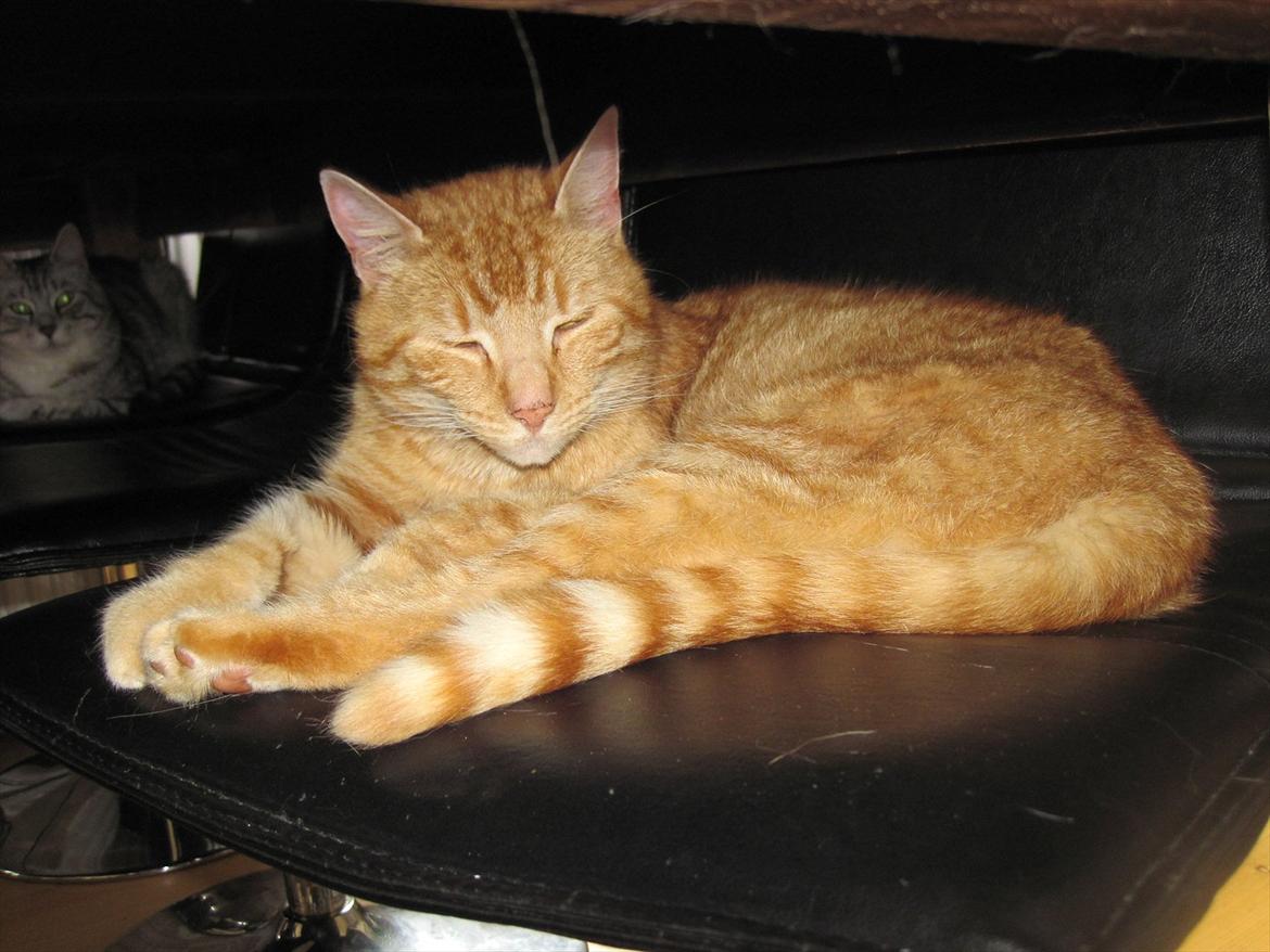 Huskat Lille mis billede 2