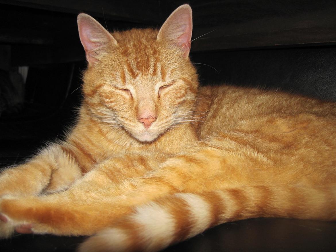 Huskat Lille mis billede 3