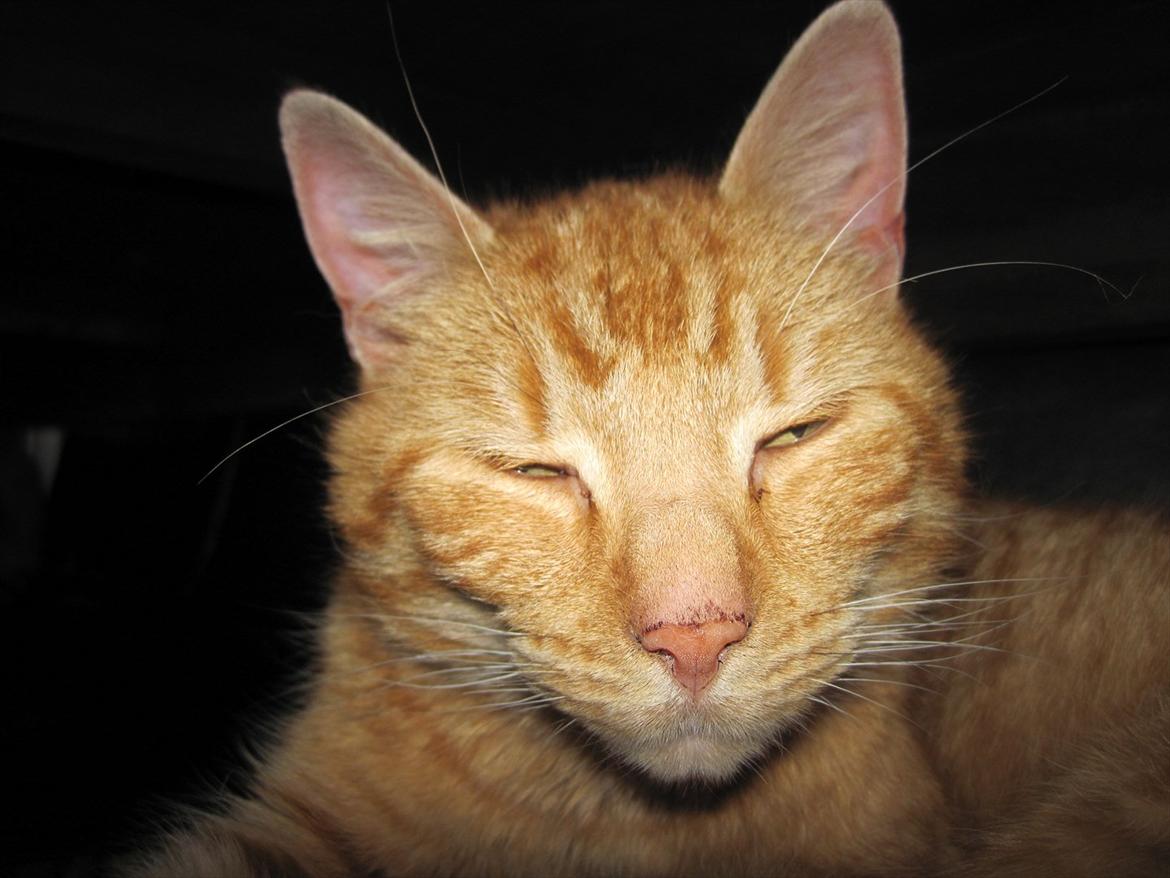 Huskat Lille mis billede 4