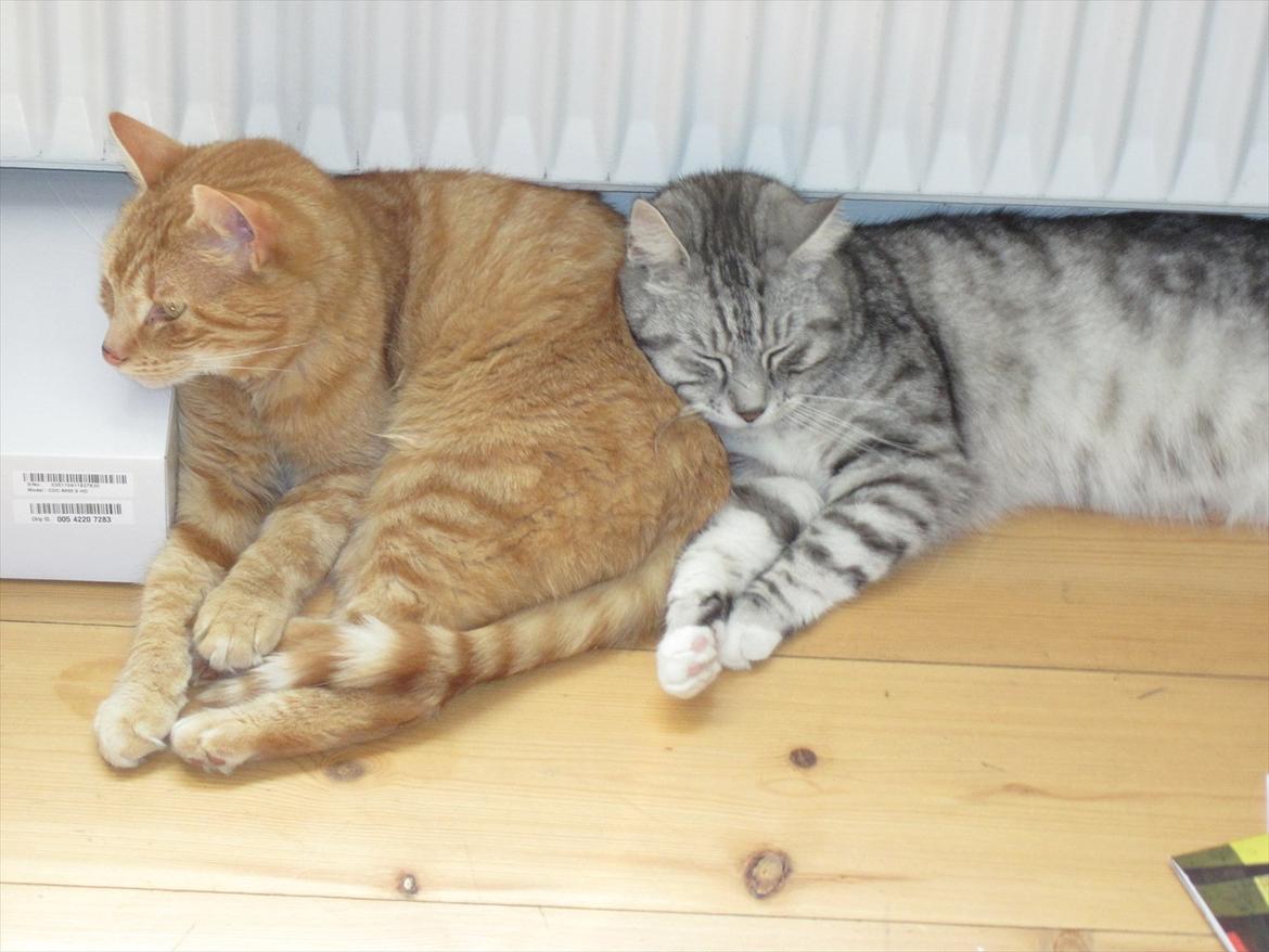 Huskat Lille mis billede 5