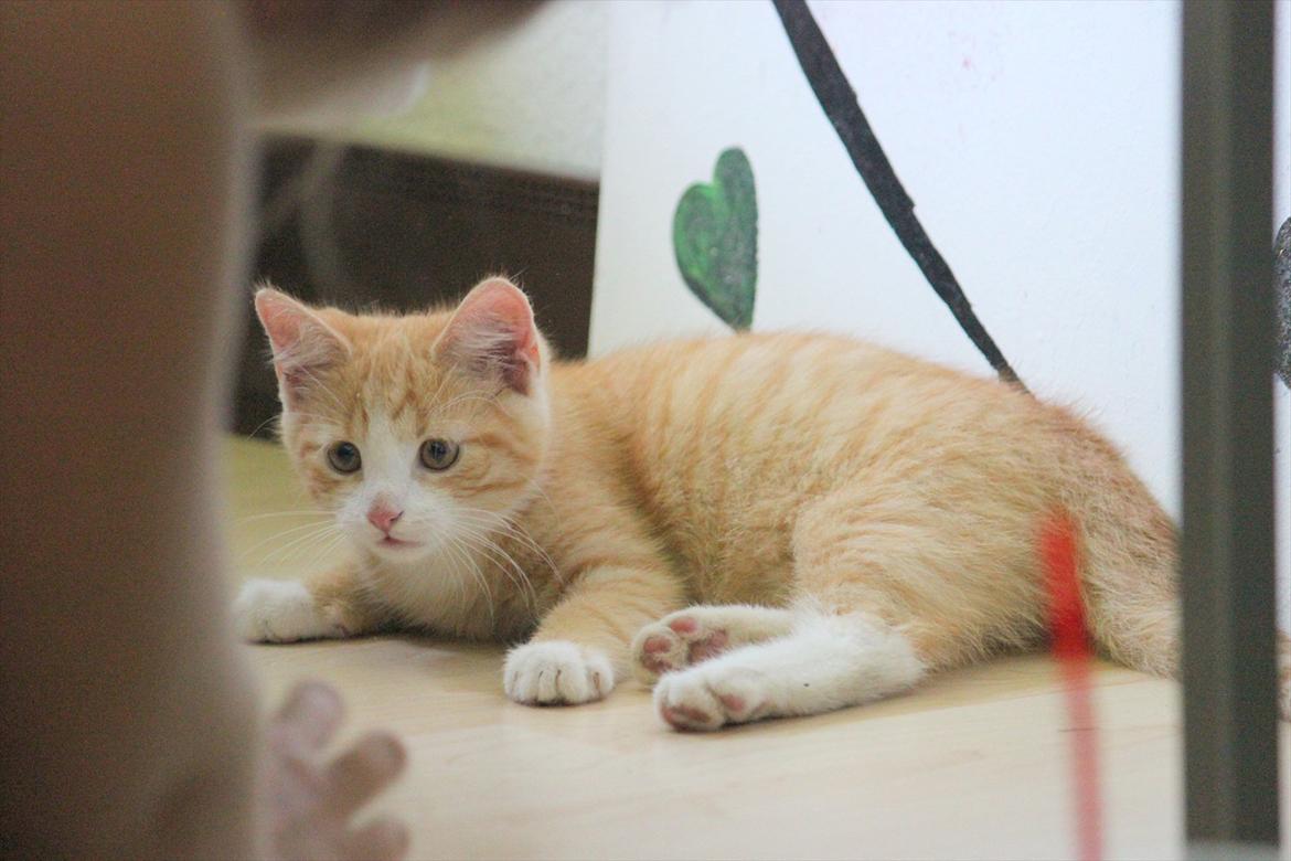 Blanding af racer Anders - Anders 31.Juli 2011 billede 1