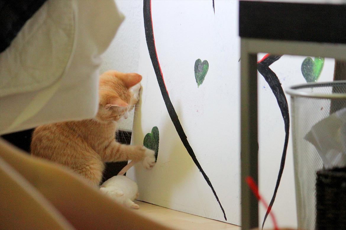 Blanding af racer Anders - Anders leger med hans mus, mens han prøver at røre hjertet <3 billede 2