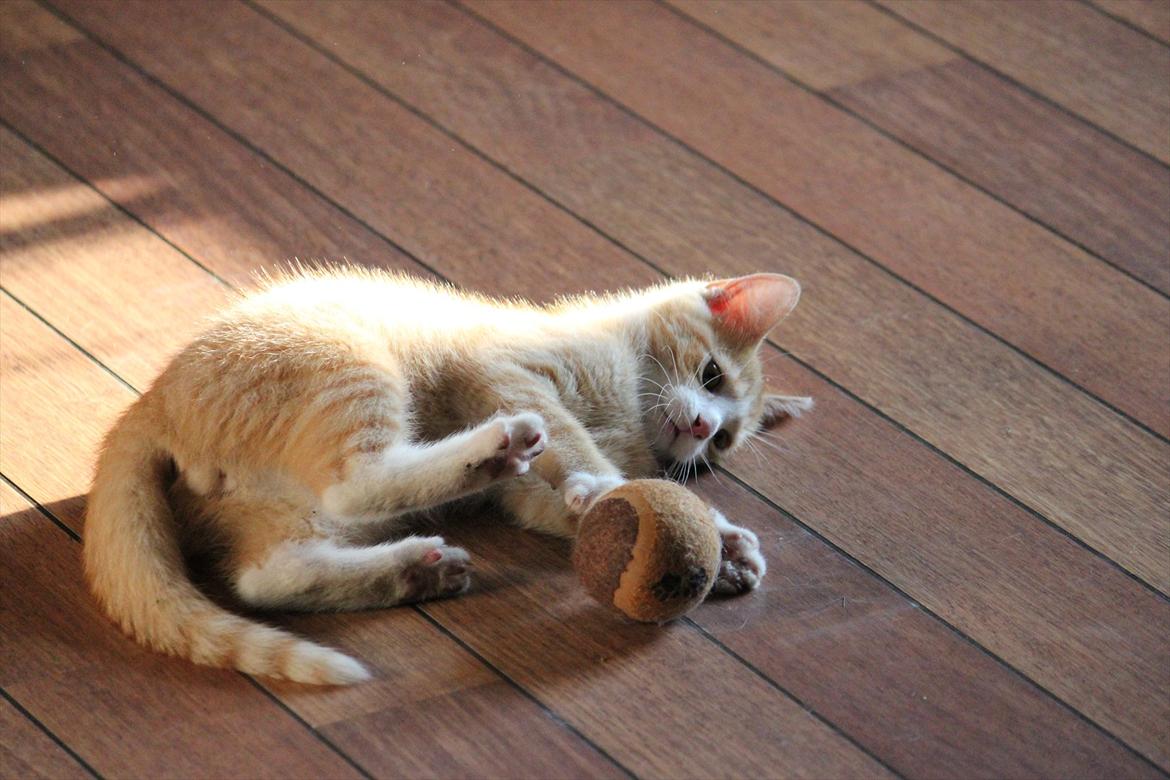 Blanding af racer Anders - Anders og hans lege bold :) billede 3