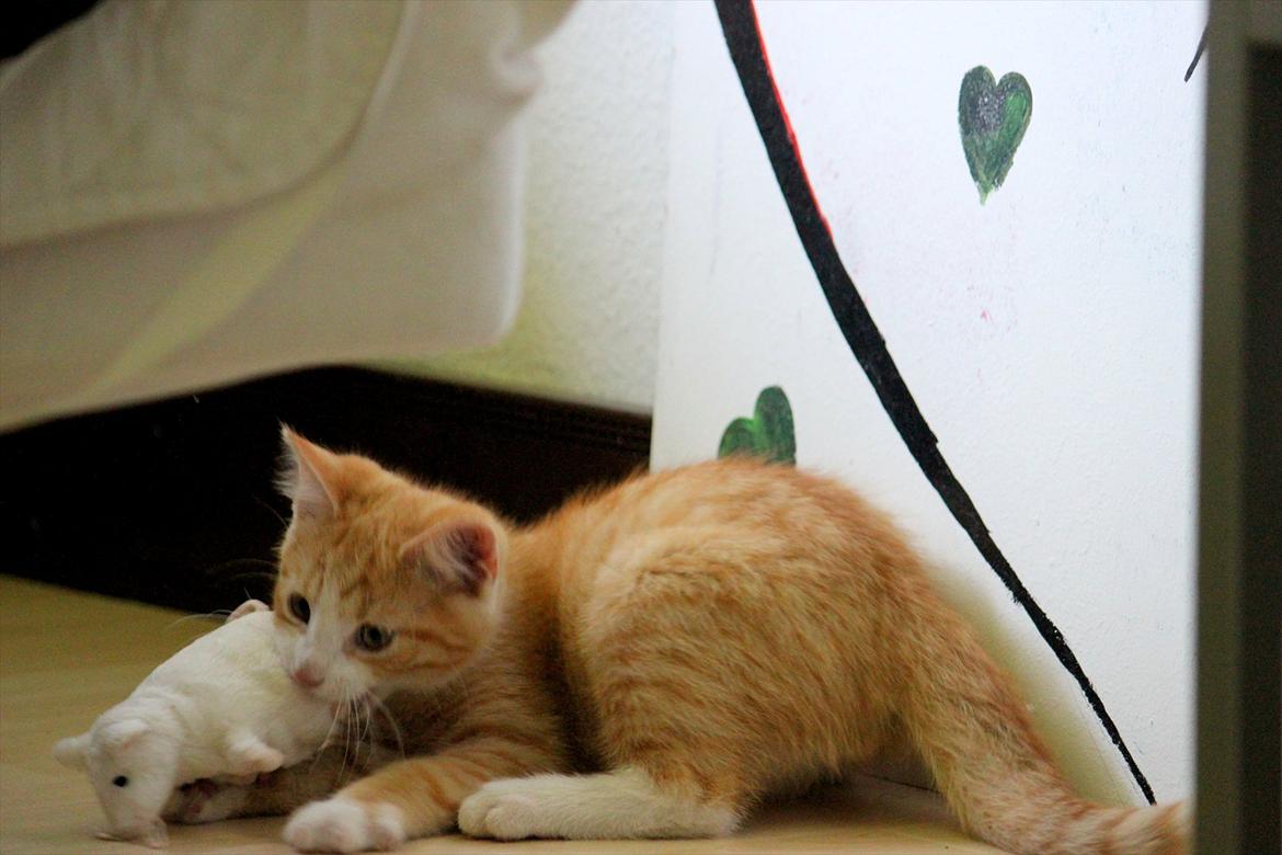 Blanding af racer Anders - Anders :) billede 4