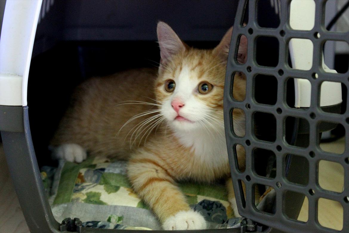 Blanding af racer Anders - Anders i sin transport kasse:) billede 5