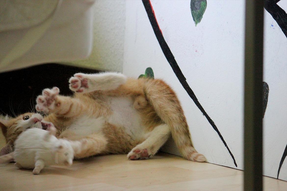 Blanding af racer Anders - Lege tid :) billede 8