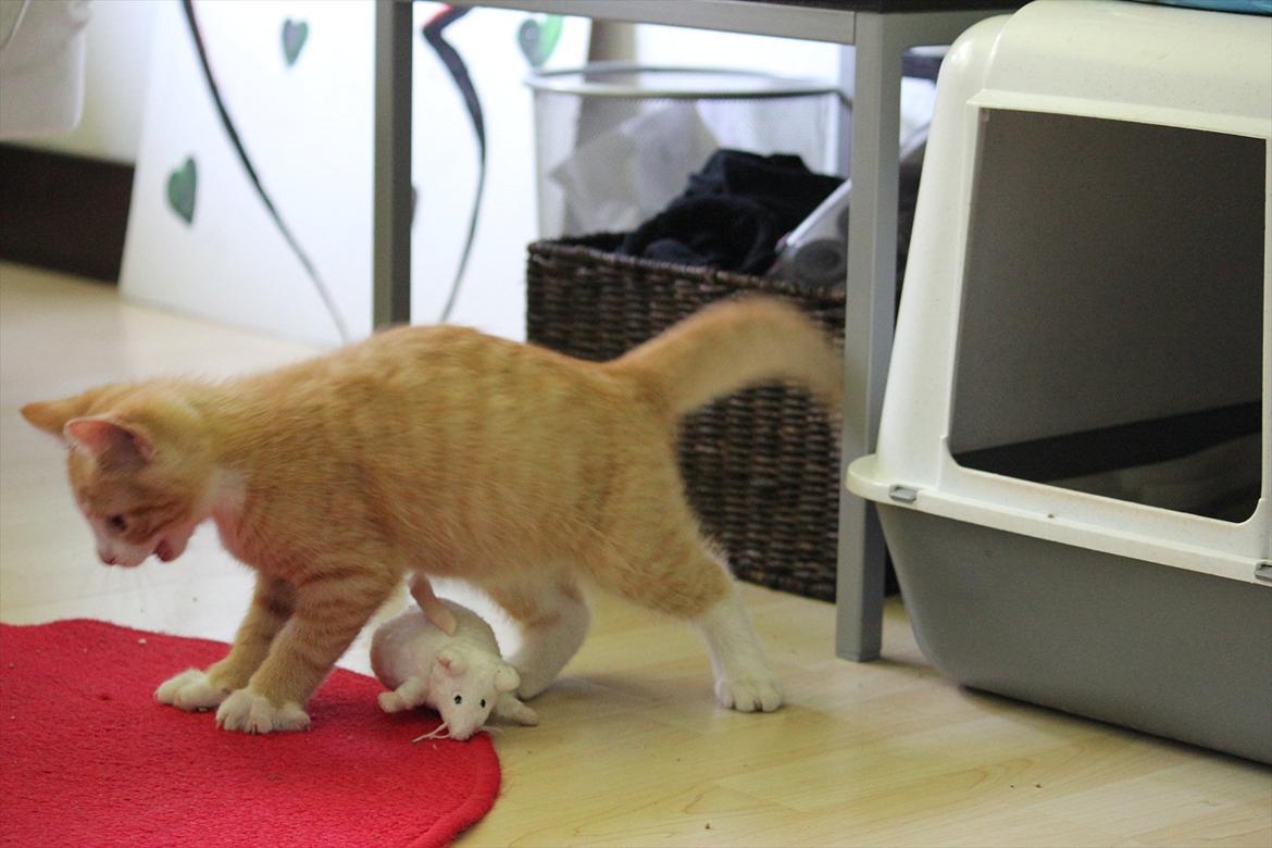 Blanding af racer Anders - Anders, musen er under din mave :P billede 9