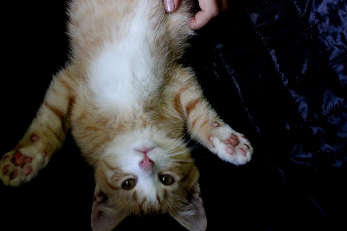 Blanding af racer Anders - Anders <3 billede 11