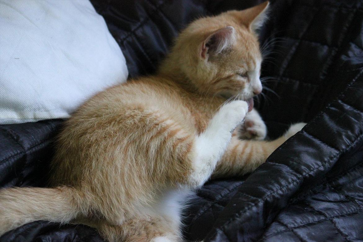 Blanding af racer Anders - Anders <3 billede 13