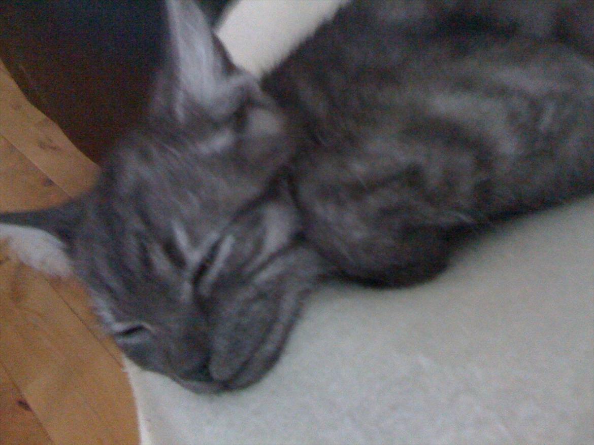 Blanding af racer candy billede 1