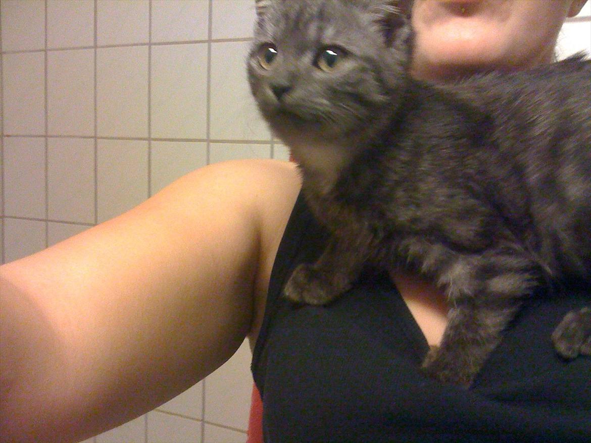 Blanding af racer candy billede 3