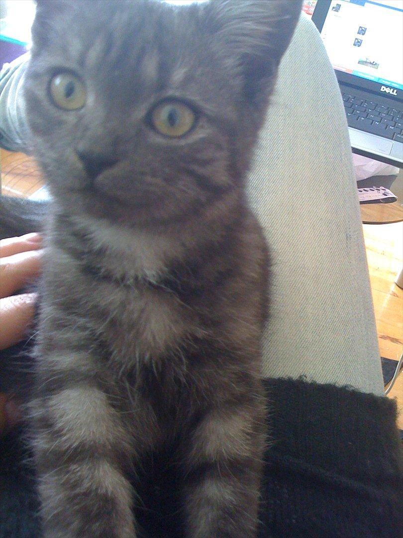 Blanding af racer candy billede 4