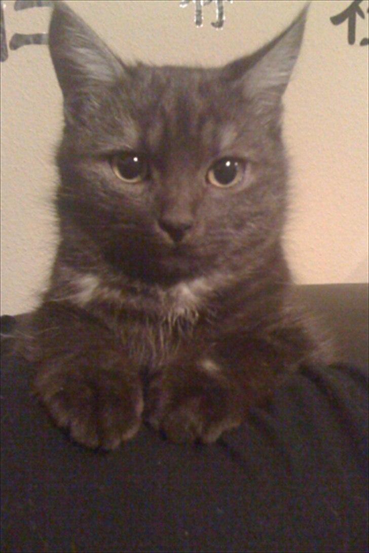 Blanding af racer candy billede 5