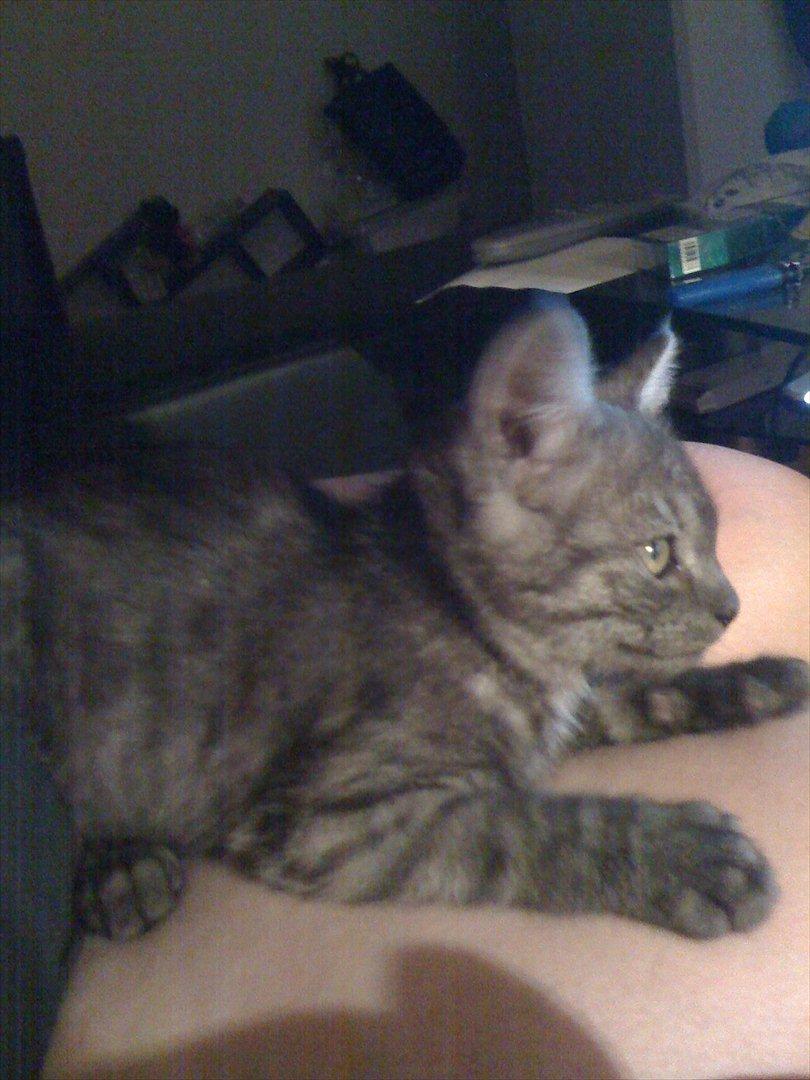 Blanding af racer candy billede 6