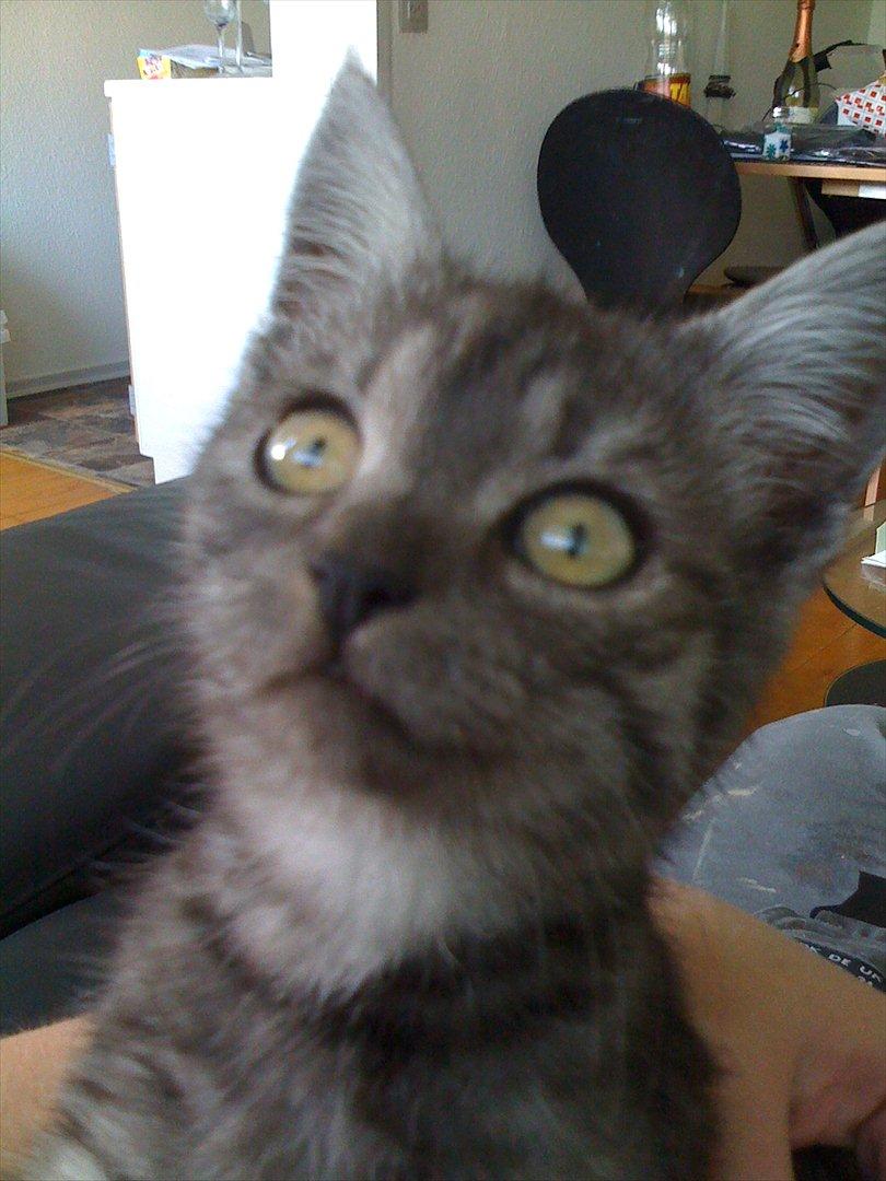 Blanding af racer candy billede 2