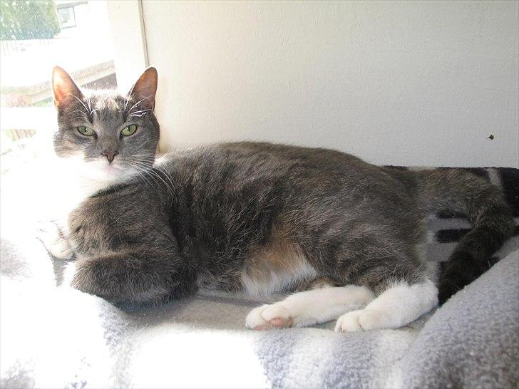 Blanding af racer Max billede 1