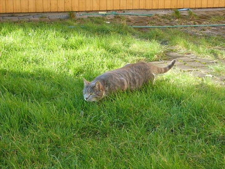 Blanding af racer Max billede 2