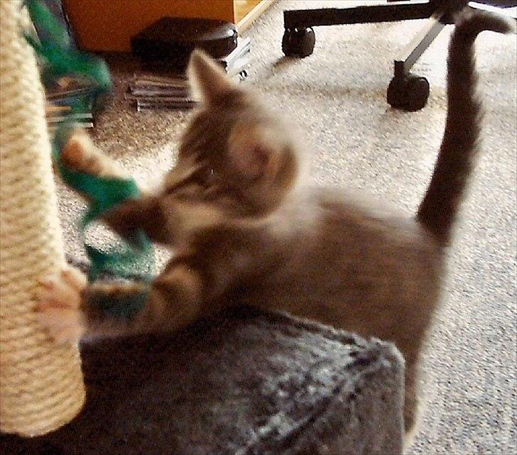 Blanding af racer Max billede 3