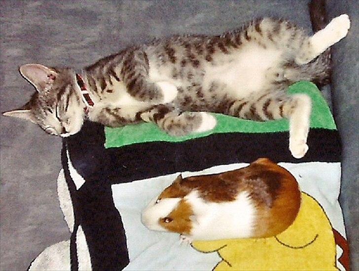 Blanding af racer Max billede 4