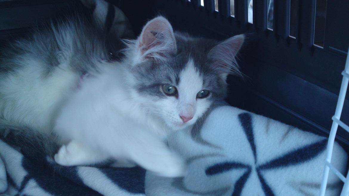 Sibirisk Kat Ulianik/ Obi - Afhentningsdagen d. 22 Juli - 11 billede 4