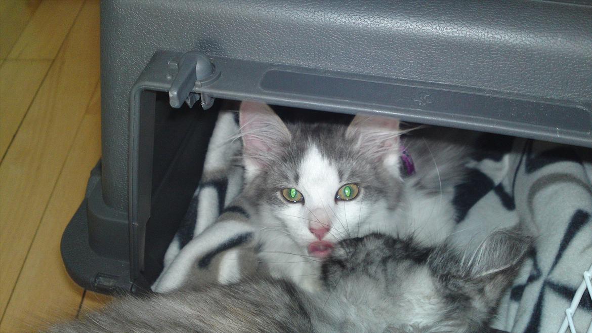 Sibirisk Kat Ulianik/ Obi - Et lille gensynskys ( Fik Obi 2 uger efter Chewie, men de er født og opvokset sammen ) billede 5