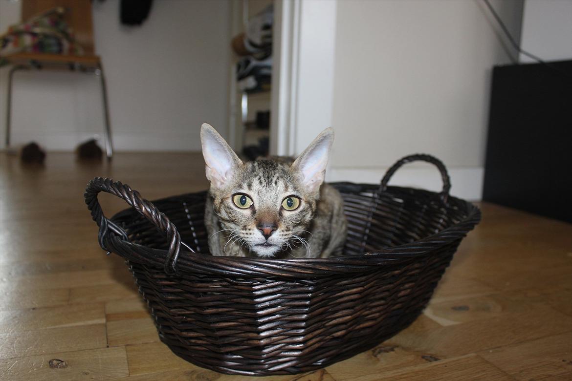 Cornish Rex Pixiepaws Buick Invicta *Tekop* - * Billede taget den 1/8-2011* billede 2