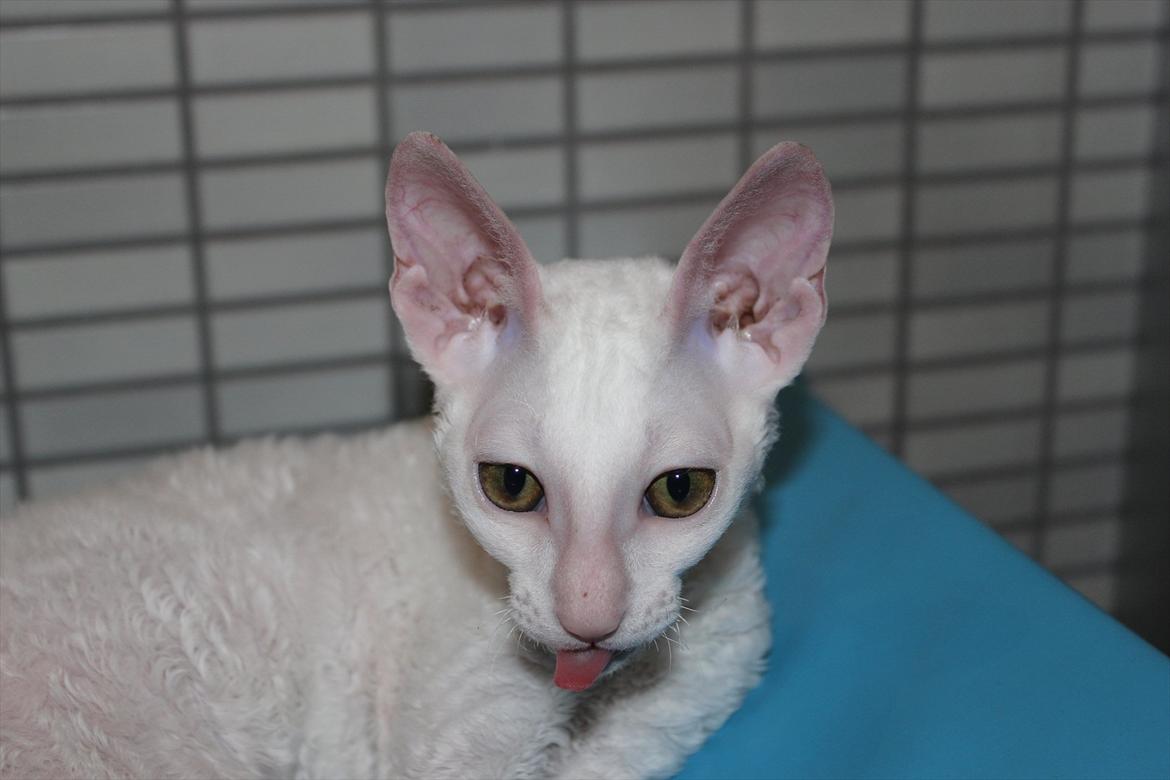 Cornish Rex DK Felis Schwencke Eowyn *Baby Boogie* - ;p
* Billede taget den 1/8-2011* billede 6