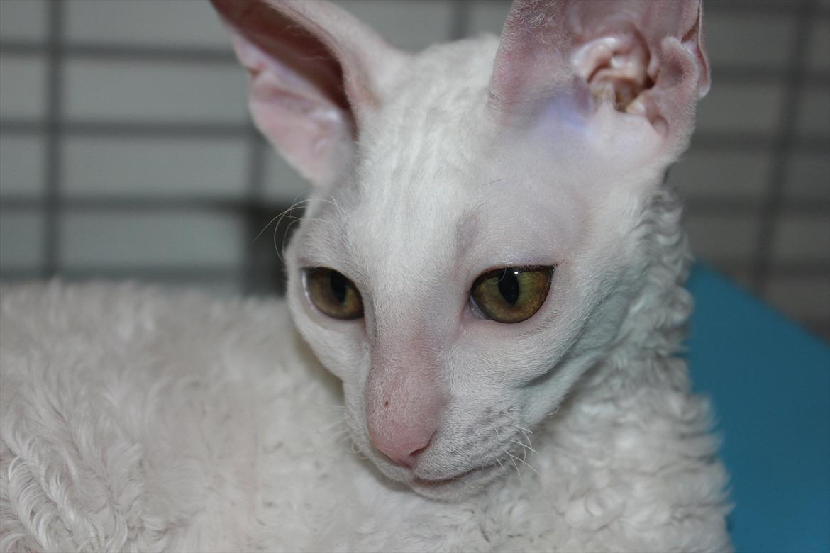 Cornish Rex DK Felis Schwencke Eowyn *Baby Boogie* - smukke pige ..
* Billede taget den 1/8-2011* billede 3