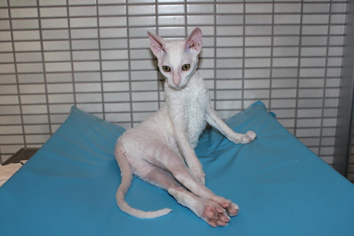 Cornish Rex DK Felis Schwencke Eowyn *Baby Boogie* - Hvad?
- Jeg sidder da helt normalt .. billede 7