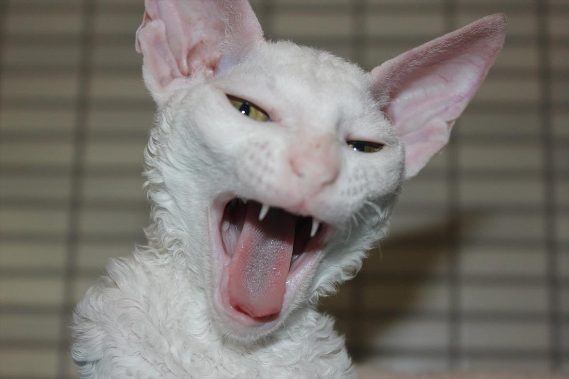 Cornish Rex DK Felis Schwencke Eowyn *Baby Boogie* - GAAAAB! 
* Billede taget den 1/8-2011* billede 4