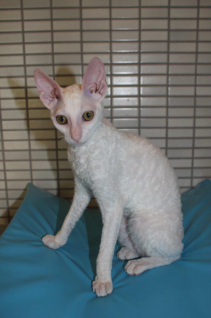 Cornish Rex DK Felis Schwencke Eowyn *Baby Boogie* - Se lige min flotte figur :)
* Billede taget den 1/8-2011* billede 5
