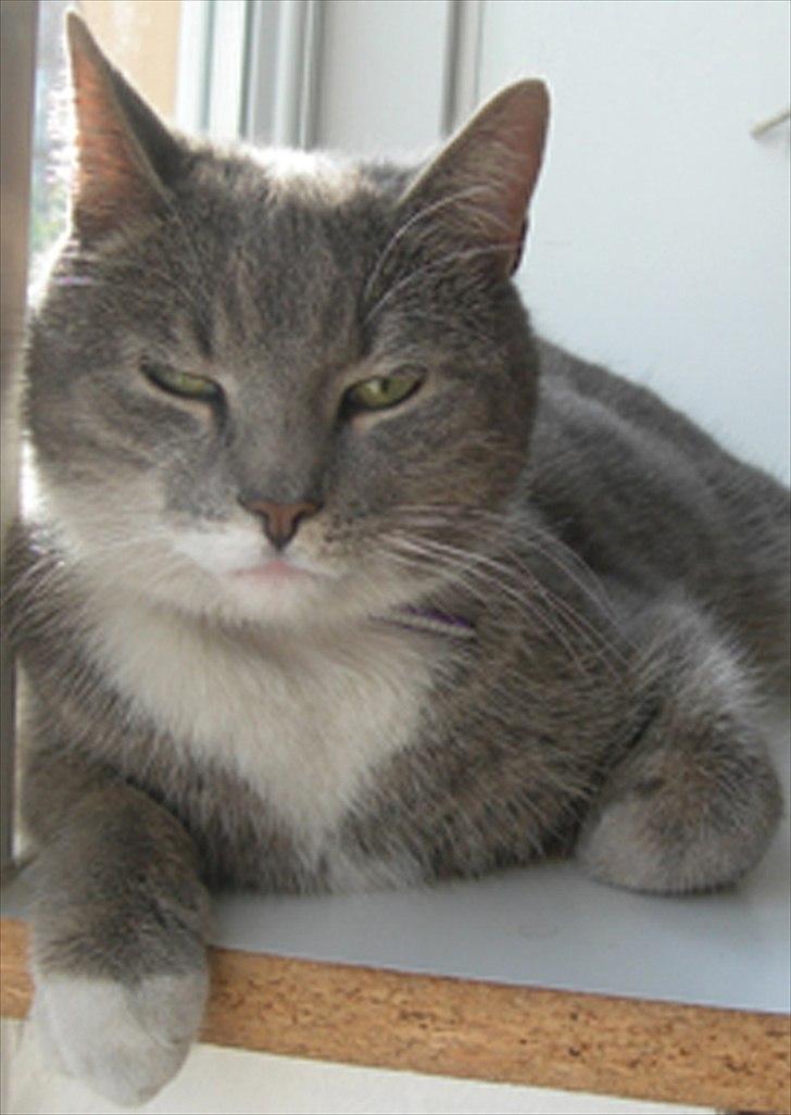 Blanding af racer Max billede 5