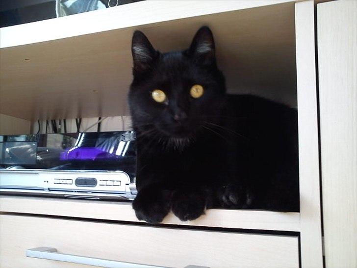 Huskat Magnus - Han ligger altid inde ved DVD maskinen :-) billede 19