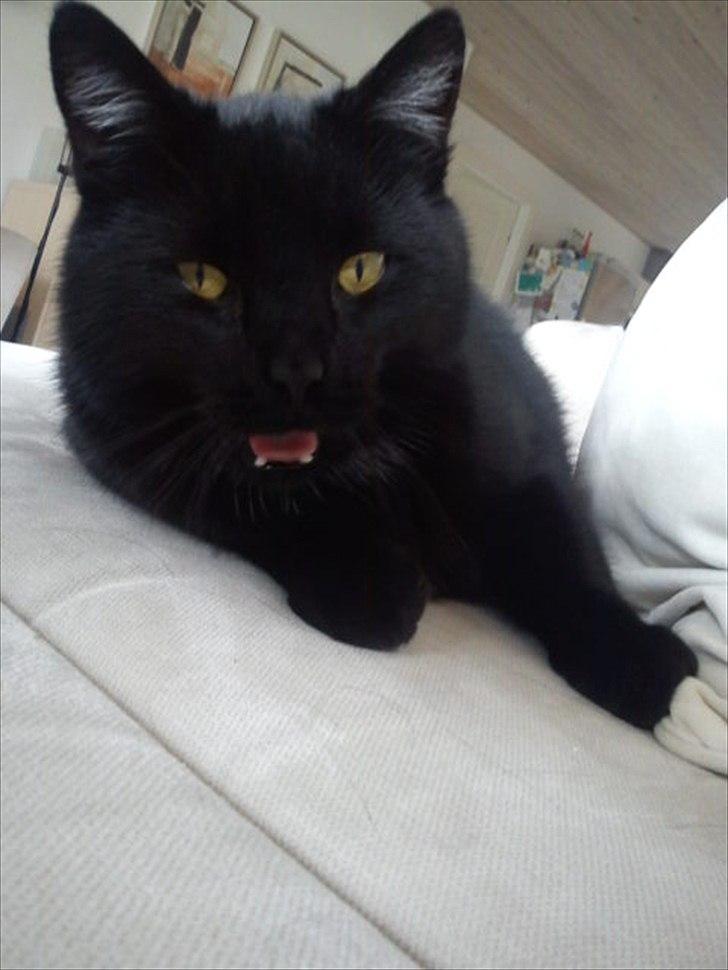 Huskat Magnus - Rrrrr, jeg er farlig! billede 20