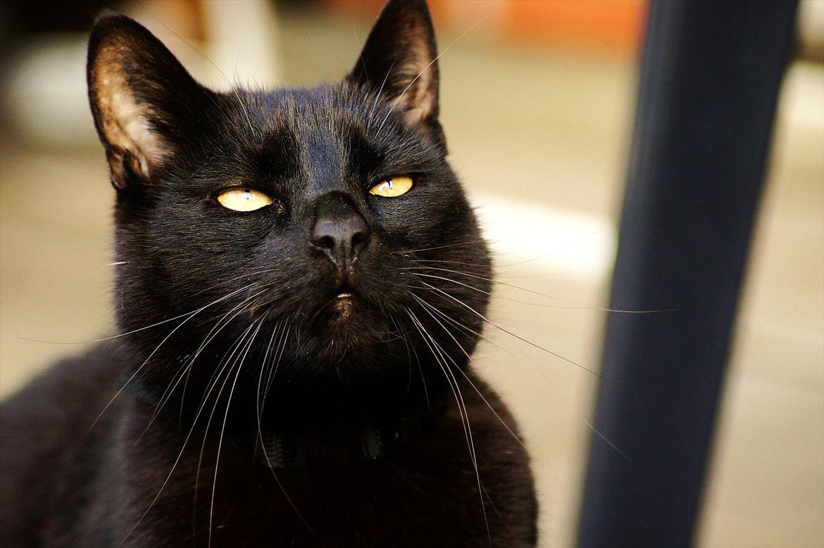 Huskat Bølle billede 1