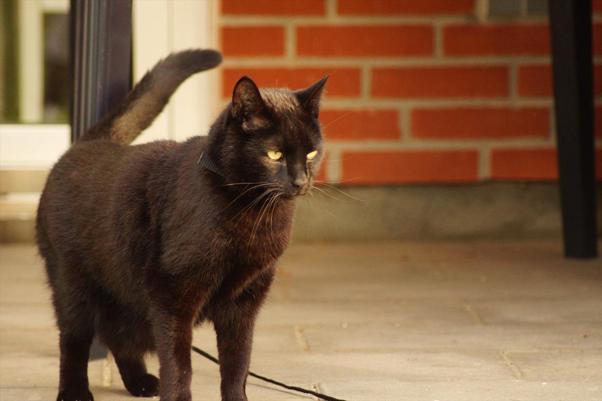 Huskat Bølle billede 3