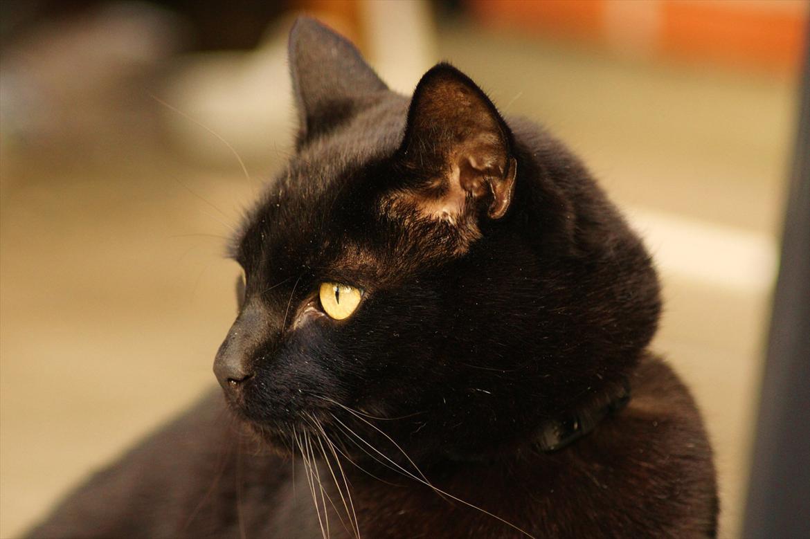 Huskat Bølle billede 4