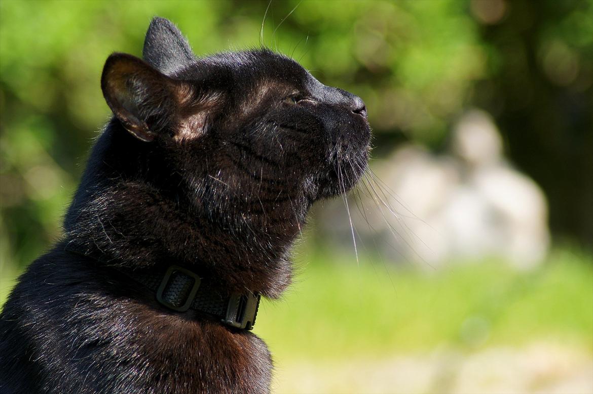 Huskat Bølle billede 2