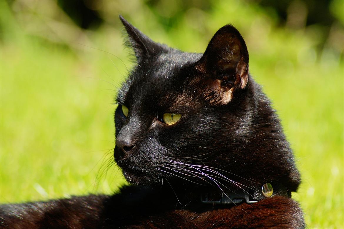 Huskat Bølle billede 5