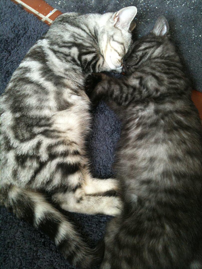 British Shorthair DK Kjáttas Texas - Sover altså bedst med brormand.. :)  billede 9