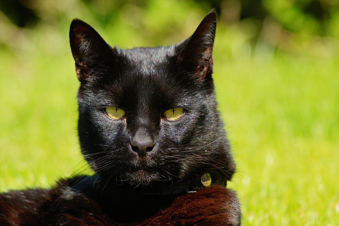 Huskat Bølle billede 6