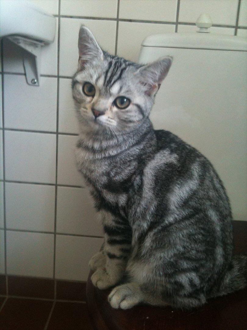 British Shorthair DK Kjáttas Texas - 5 mdr.  billede 12