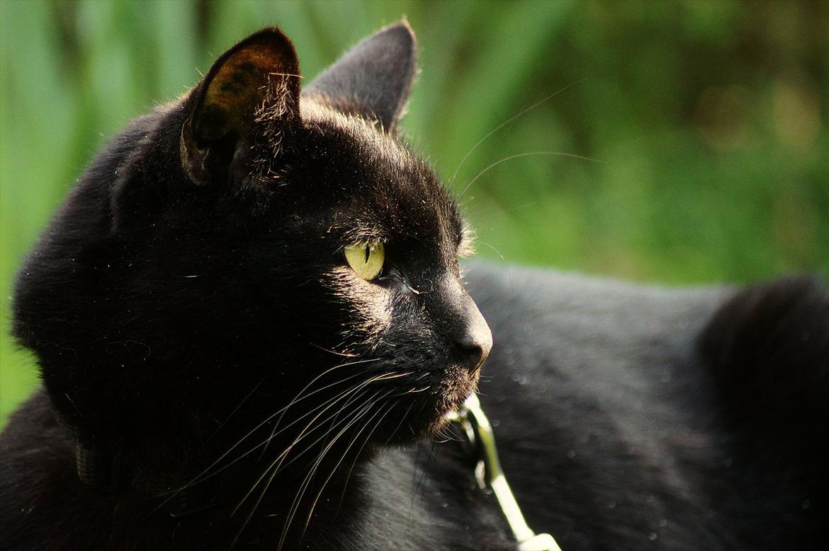 Huskat Bølle billede 7