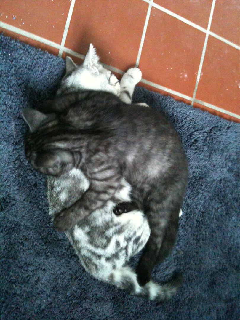 British Shorthair DK Kjáttas Cisco - Sover altså bedst ovenpå min bror...  billede 13