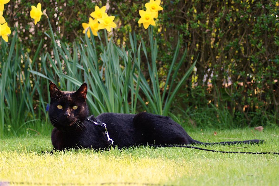 Huskat Bølle billede 8