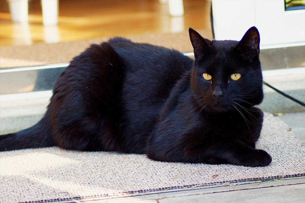 Huskat Bølle billede 9